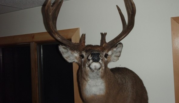 Manitoba Whitetail Trophy