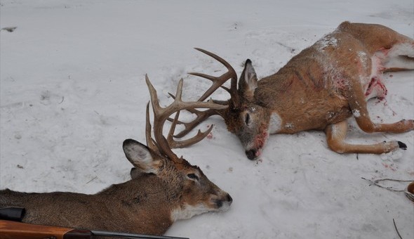 Manitoba Whitetail Trophy Whitetails