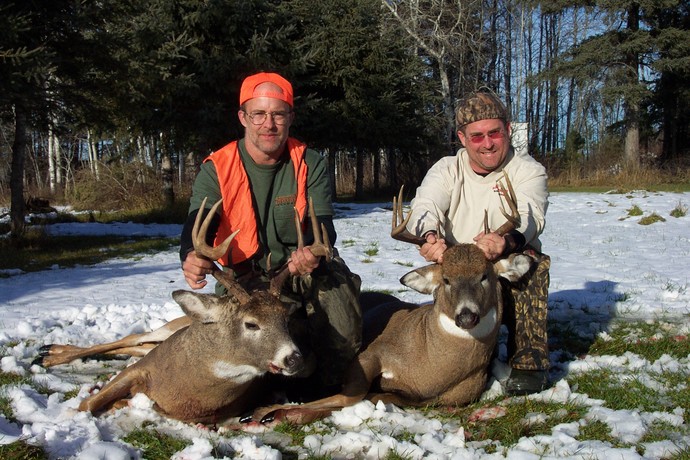 Archives of whitetail deer Photo