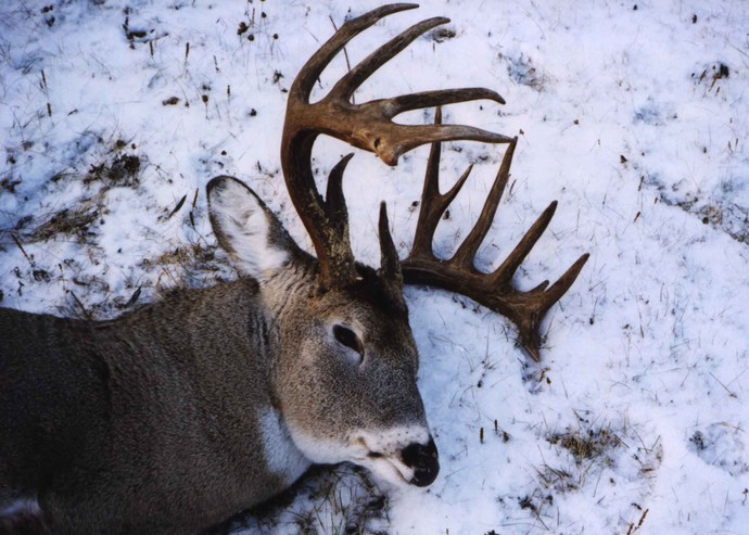 Archives of whitetail deer Photo