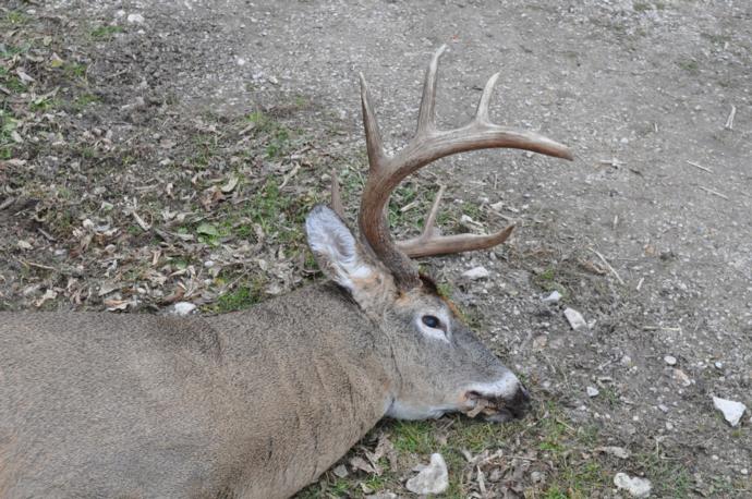 2015 deer Photo