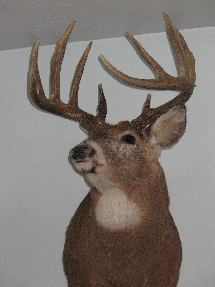 Trophy Whitetails recent years Photo