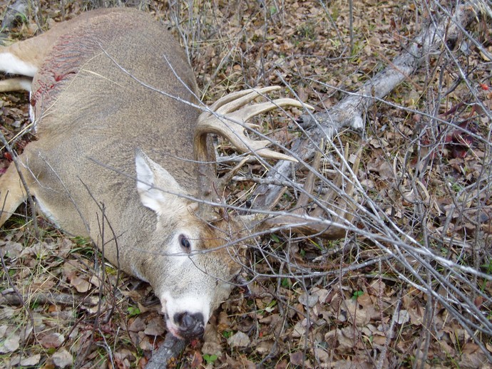 Trophy Whitetails recent years Photo