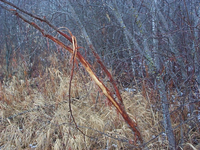 The Hunt Photo