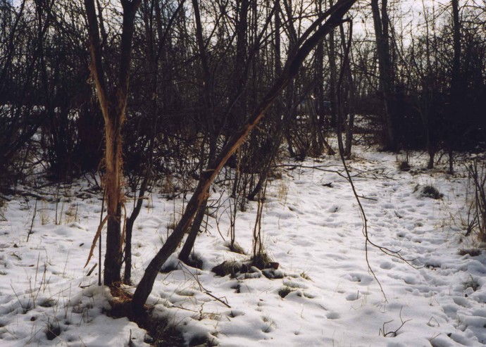 The Hunt Photo