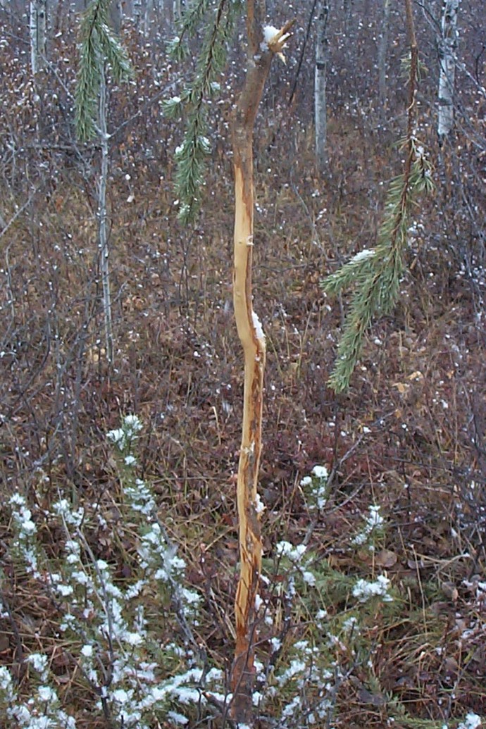 The Hunt Photo