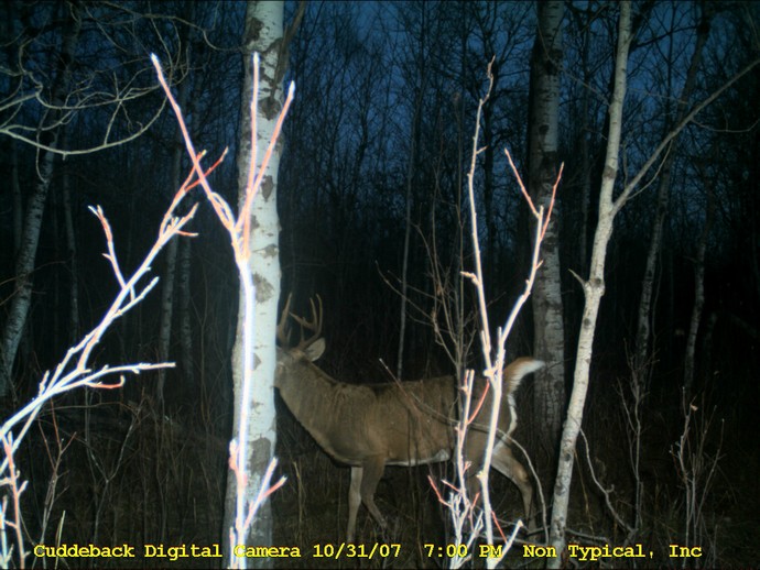 Trail Cam Photo