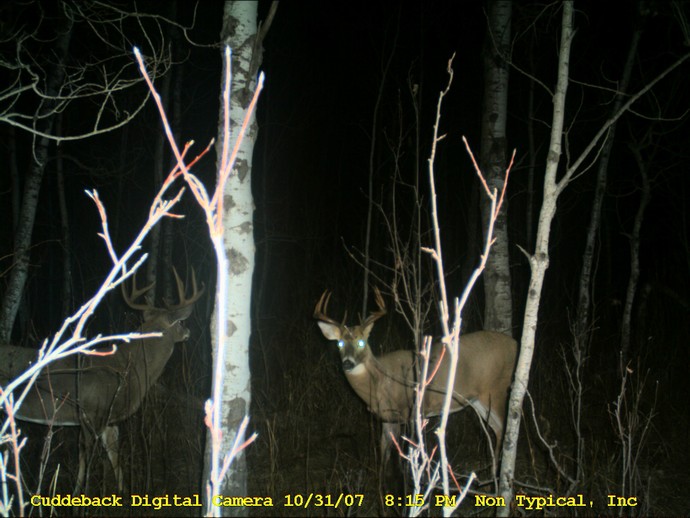 Trail Cam Photo