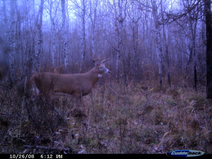 Trail Cam Photo