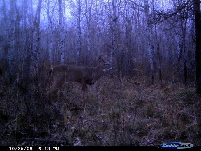 Trail Cam Photo