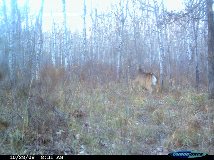 Trail Cam Photo