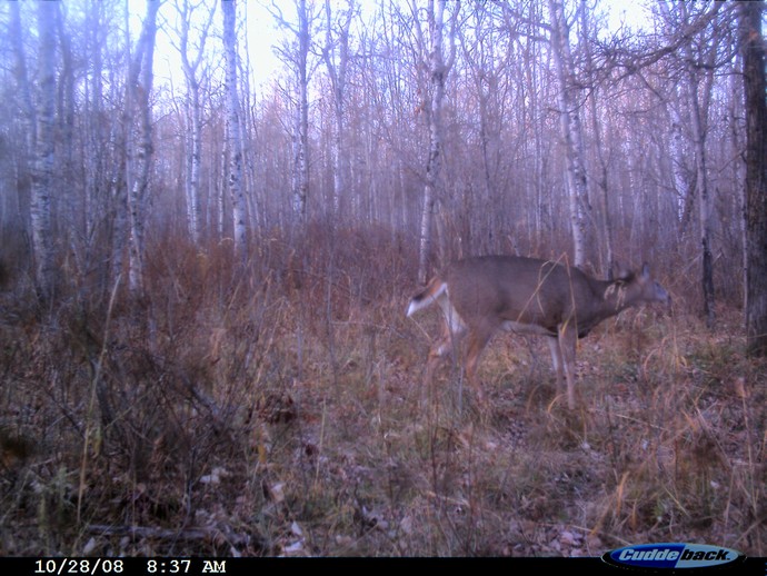 Trail Cam Photo