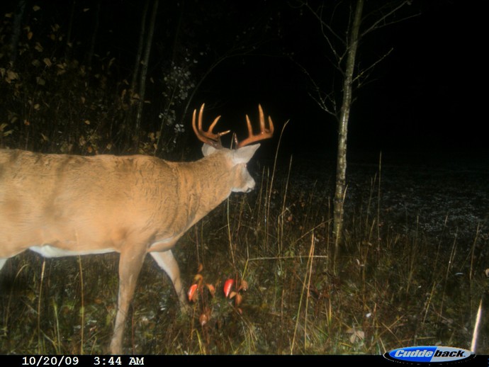 Trail Cam Photo