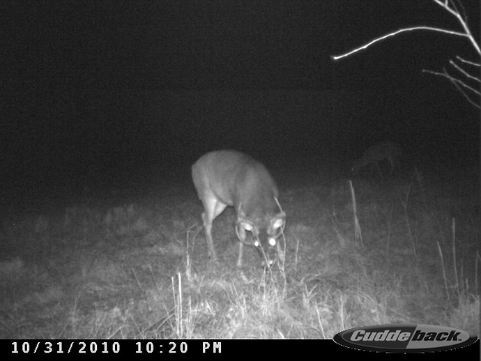 Trail Cam Photo