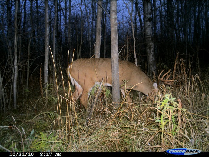 Trail Cam Photo