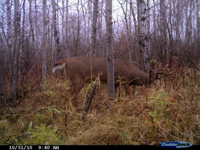 Trail Cam Photo