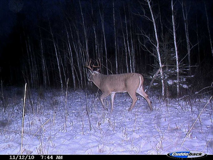 Trail Cam Photo