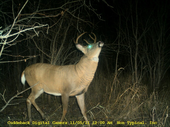 Trail Cam Photo