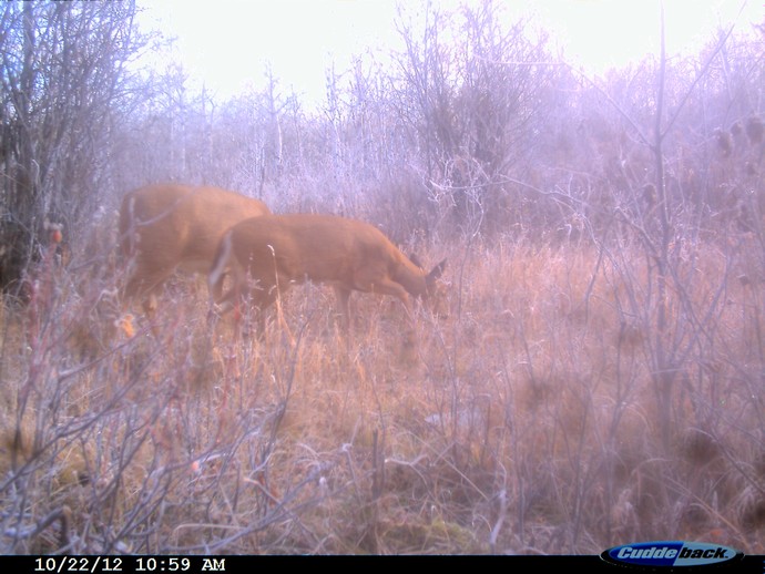 Trail Cam Photo