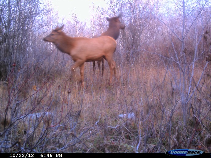 Trail Cam Photo